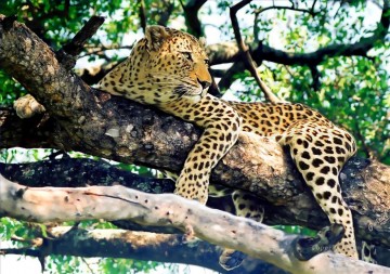 Leopard auf Baum Ölgemälde